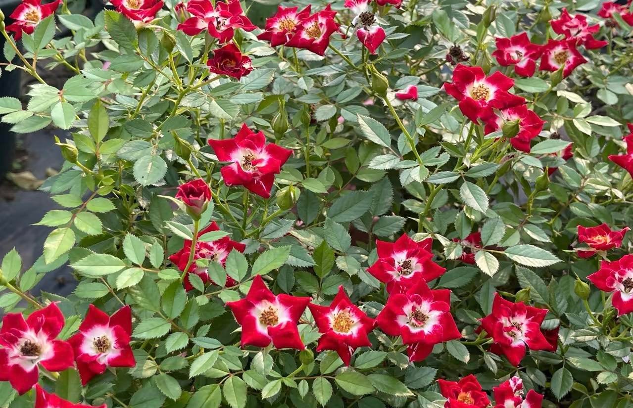 Hoa Hồng Eyes Paint – Mắt Biếc Lạ Mắt, Rực Rỡ Sai Hoa Quanh Năm - Ảnh 10