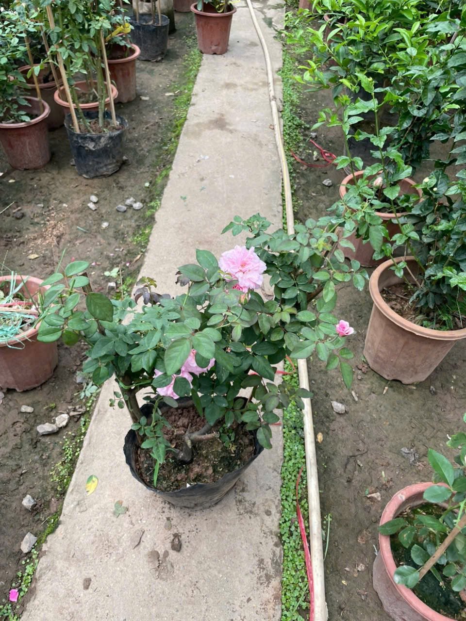 Hoa Hồng Leo Bishop – Hoa Hồng Ngoại Siêu Thơm, Cây Nguyên Bản Khỏe, Leo Mạnh - Ảnh 5