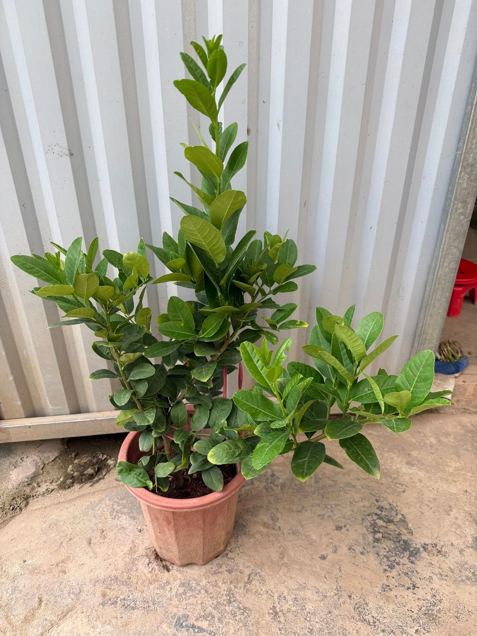 Cây Chanh Vàng Mỹ – Cây Ăn Trái Cảnh, Quả To, Vị Chua Dịu - Ảnh 5