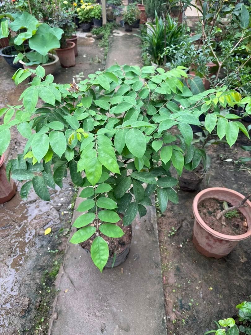 Cây Giống Khế Ngọt Siêu Quả – Cây Ăn Trái Dễ Trồng, Quả Ngọt Mọng Nước, Sai Trái Quanh Năm - Ảnh 2