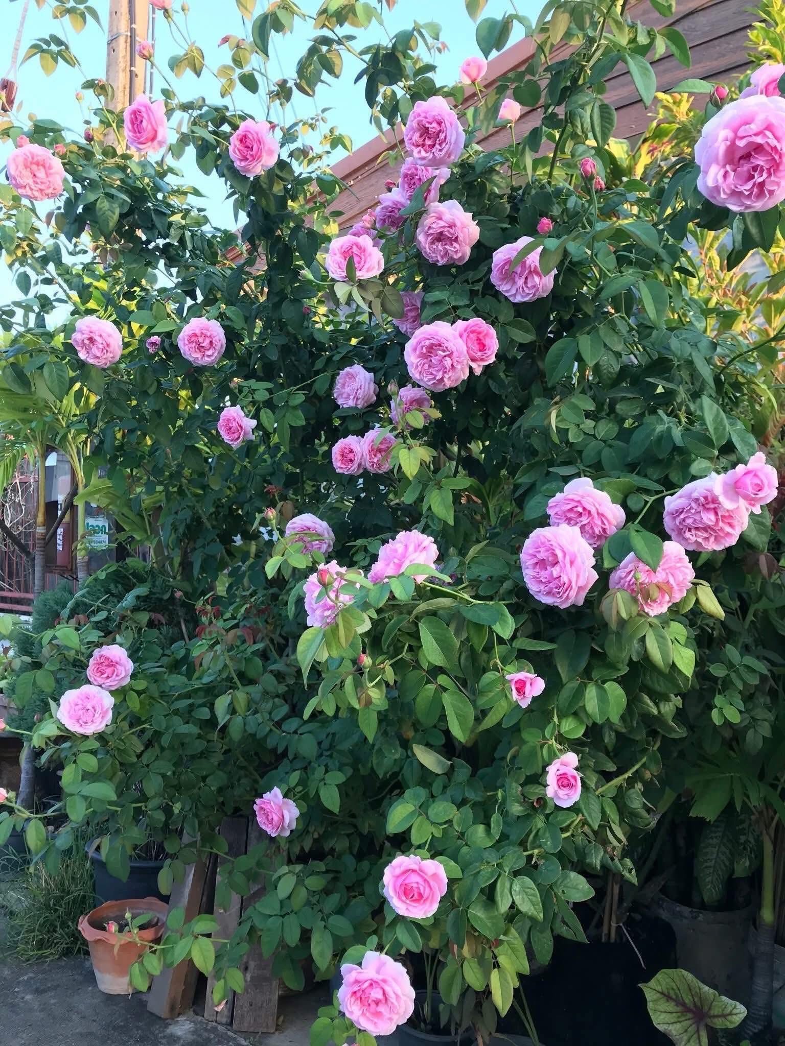 Hoa Hồng Leo Bishop – Hoa Hồng Ngoại Siêu Thơm, Cây Nguyên Bản Khỏe, Leo Mạnh - Ảnh 7