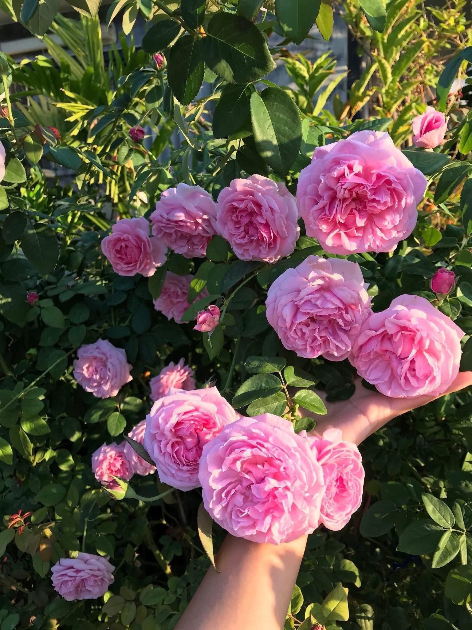 Hoa Hồng Leo Bishop – Hoa Hồng Ngoại Siêu Thơm, Cây Nguyên Bản Khỏe, Leo Mạnh - Ảnh 8