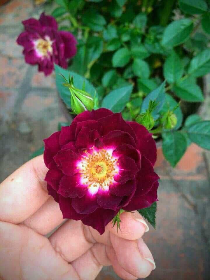 Hoa Hồng Bụi Mini Diamond Eyes – Hoa Chùm Sai, Thơm Ngát, Màu Tím Đậm Độc Đáo - Ảnh 6