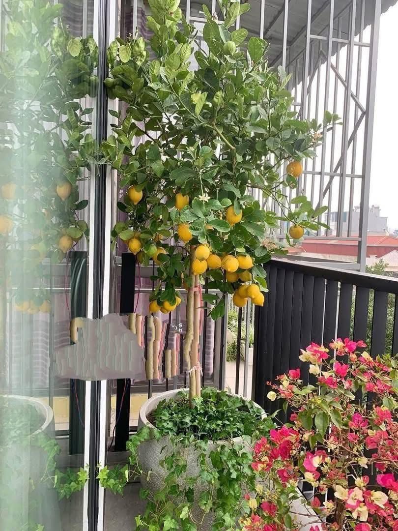 Cây Chanh Vàng Mỹ – Cây Ăn Trái Cảnh, Quả To, Vị Chua Dịu - Ảnh 4