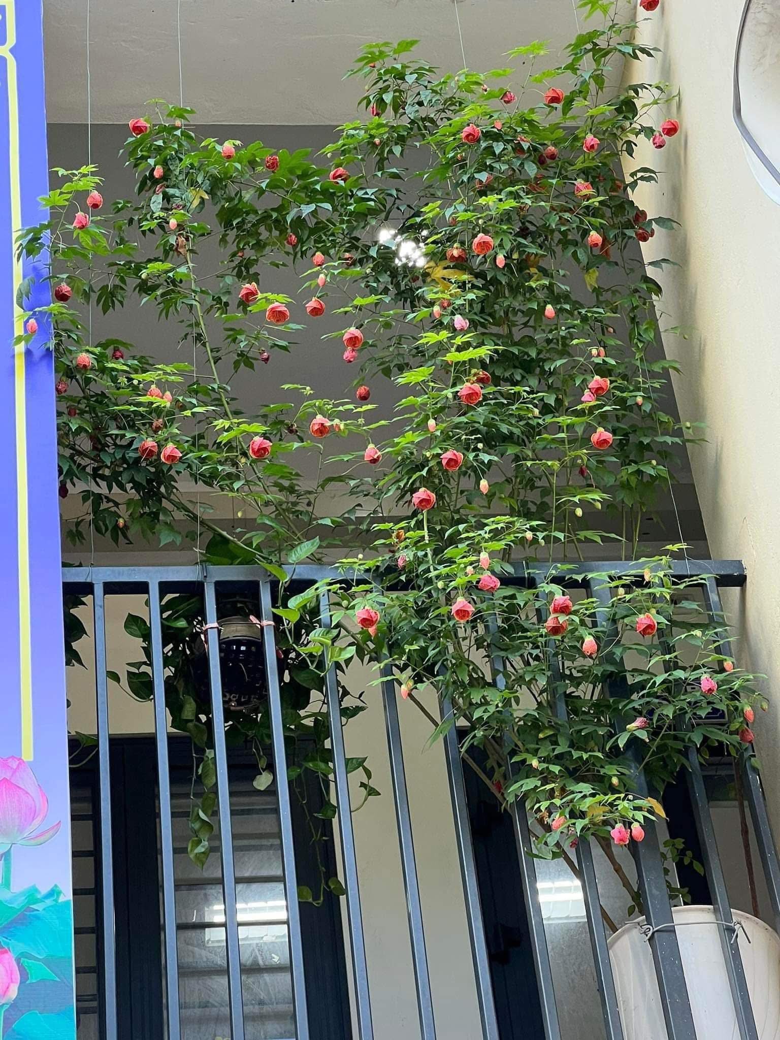 Hoa Lồng Đèn Nam Mỹ – Cây Hoa Treo Rủ Siêu Sai, Sắc Đỏ Ấn Tượng, Cực Khỏe Dễ Trồng - Ảnh 3