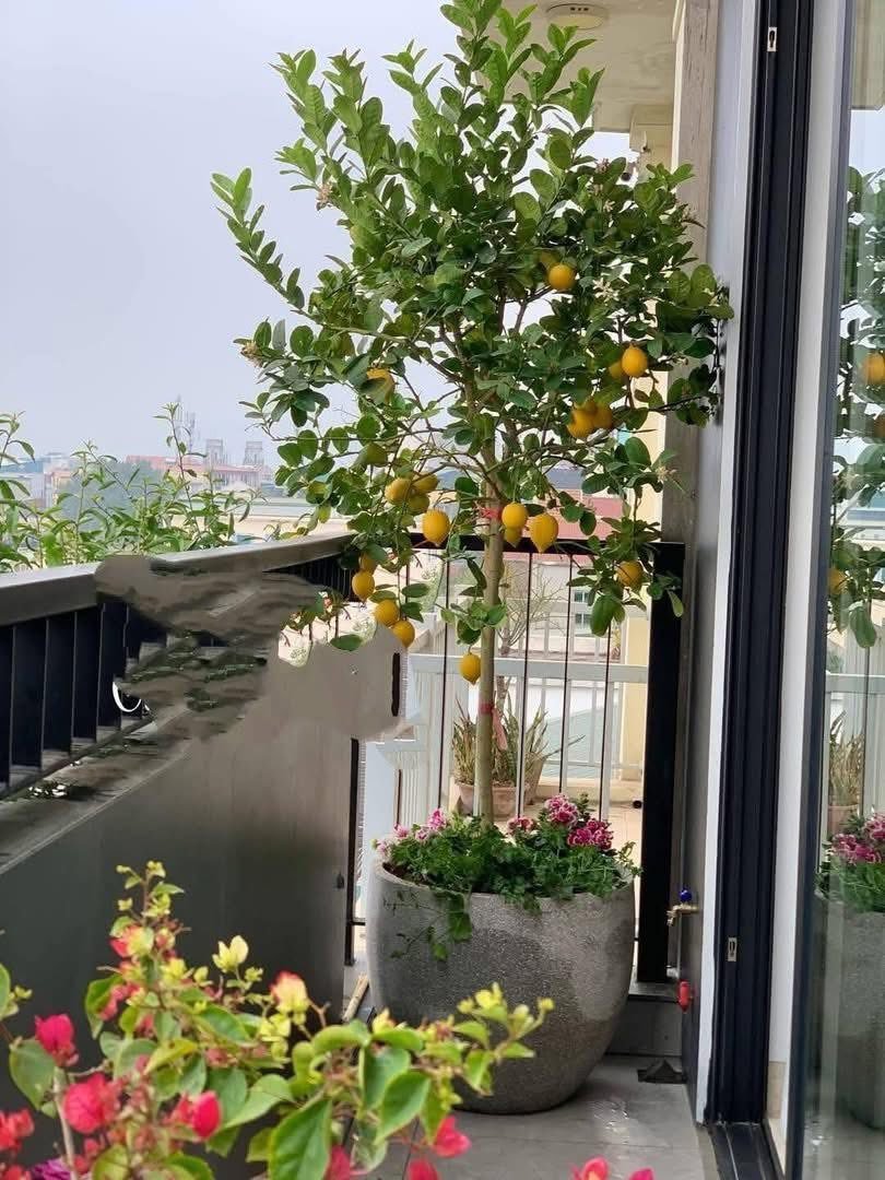 Cây Chanh Vàng Mỹ – Cây Ăn Trái Cảnh, Quả To, Vị Chua Dịu - Ảnh 7