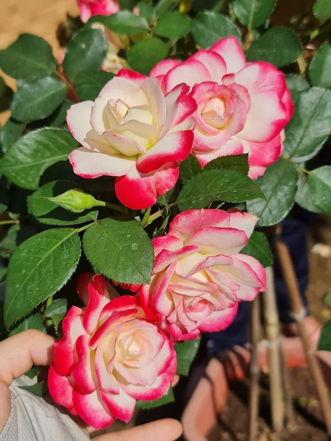 Hoa Hồng Cherry Parfait – Bông To Trắng Viền Đỏ, Hoa Sai, Cây Khỏe - Ảnh 6