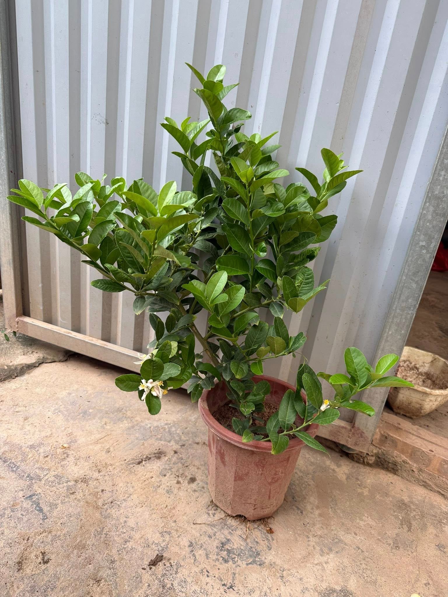 Cây Chanh Vàng Mỹ – Cây Ăn Trái Cảnh, Quả To, Vị Chua Dịu - Ảnh 2