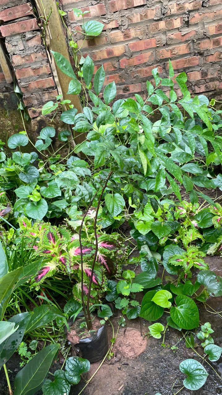 513831840_2425241507856102_4459910830952604868_n