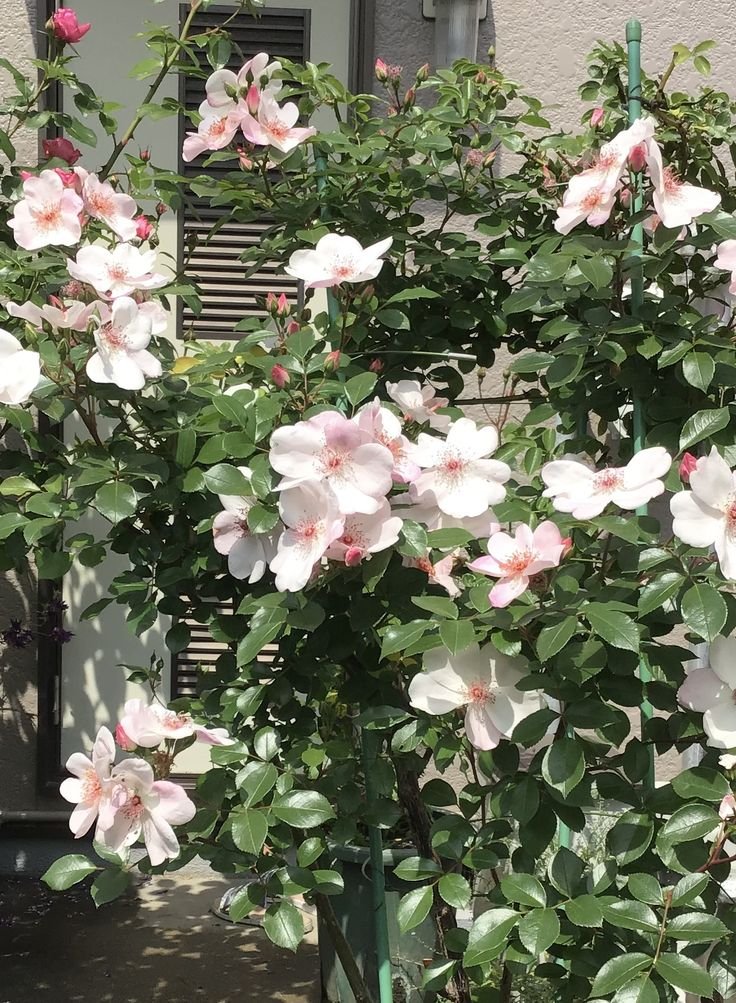 Hoa Hồng Leo Sweet Pretty – Cánh Đơn Nhẹ Nhàng, Chùm Hoa Sai Quanh Năm