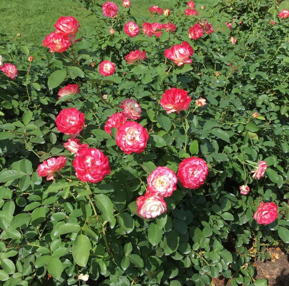 Hoa Hồng Cherry Parfait – Bông To Trắng Viền Đỏ, Hoa Sai, Cây Khỏe - Ảnh 3