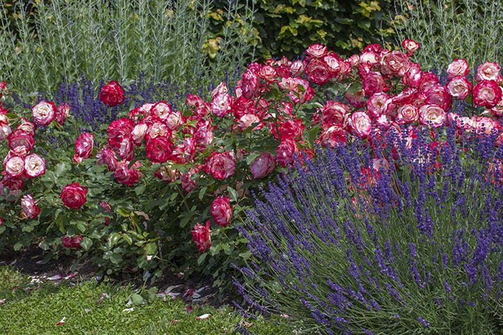 Hoa Hồng Cherry Parfait – Bông To Trắng Viền Đỏ, Hoa Sai, Cây Khỏe - Ảnh 9