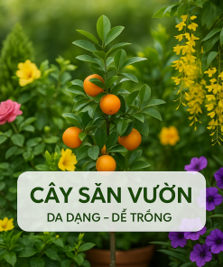 Cây Sân Vườn