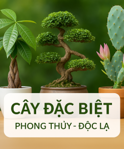🌵 Cây Đặc Biệt Khác
