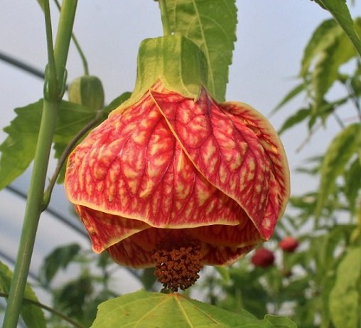 Hoa Lồng Đèn Nam Mỹ – Cây Hoa Treo Rủ Siêu Sai, Sắc Đỏ Ấn Tượng, Cực Khỏe Dễ Trồng - Ảnh 4