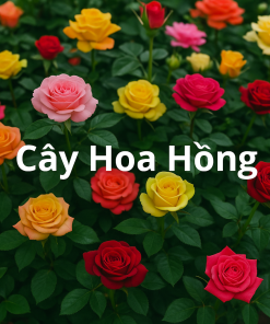 Cây Hoa Hồng