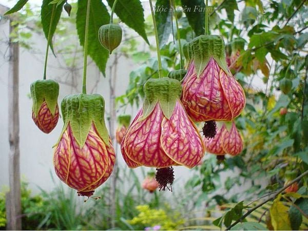 Hoa Lồng Đèn Nam Mỹ – Cây Hoa Treo Rủ Siêu Sai, Sắc Đỏ Ấn Tượng, Cực Khỏe Dễ Trồng - Ảnh 5