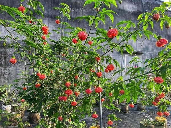 Hoa Lồng Đèn Nam Mỹ – Cây Hoa Treo Rủ Siêu Sai, Sắc Đỏ Ấn Tượng, Cực Khỏe Dễ Trồng - Ảnh 6
