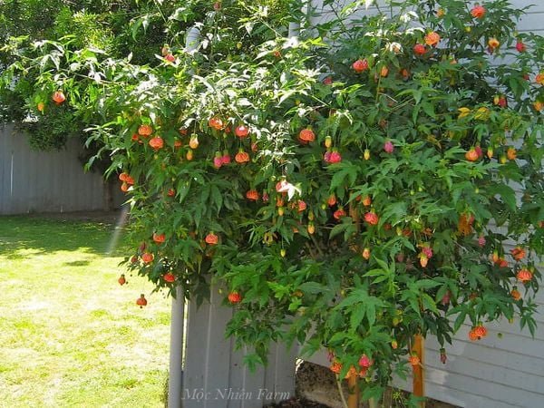 Hoa Lồng Đèn Nam Mỹ – Cây Hoa Treo Rủ Siêu Sai, Sắc Đỏ Ấn Tượng, Cực Khỏe Dễ Trồng - Ảnh 7