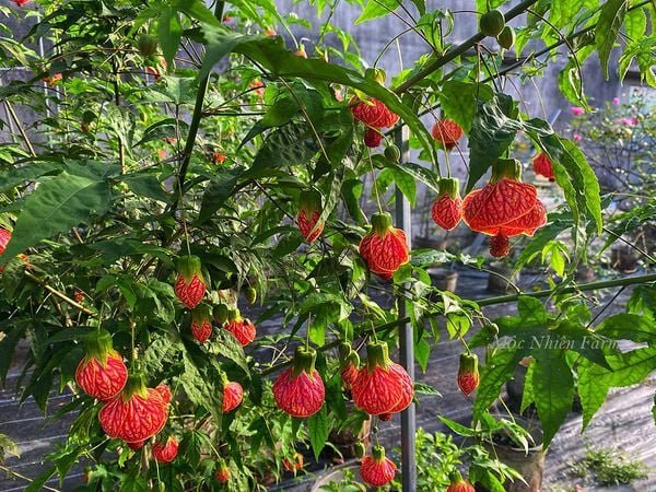 Hoa Lồng Đèn Nam Mỹ – Cây Hoa Treo Rủ Siêu Sai, Sắc Đỏ Ấn Tượng, Cực Khỏe Dễ Trồng - Ảnh 8