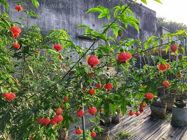 Hoa Lồng Đèn Nam Mỹ – Cây Hoa Treo Rủ Siêu Sai, Sắc Đỏ Ấn Tượng, Cực Khỏe Dễ Trồng - Ảnh 10