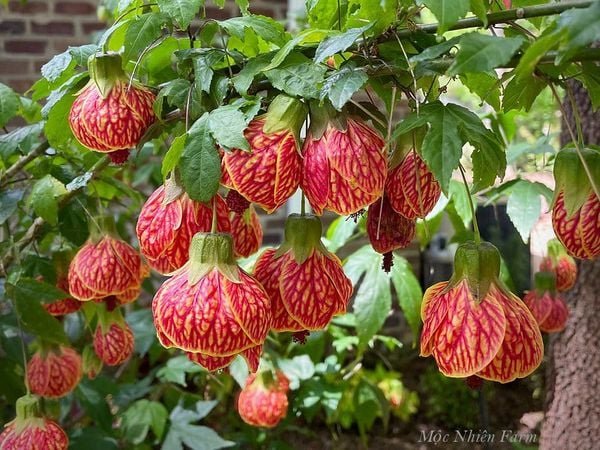 Hoa Lồng Đèn Nam Mỹ – Cây Hoa Treo Rủ Siêu Sai, Sắc Đỏ Ấn Tượng, Cực Khỏe Dễ Trồng