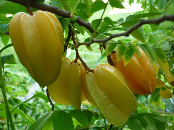 Cây Giống Khế Ngọt Siêu Quả – Cây Ăn Trái Dễ Trồng, Quả Ngọt Mọng Nước, Sai Trái Quanh Năm - Ảnh 9