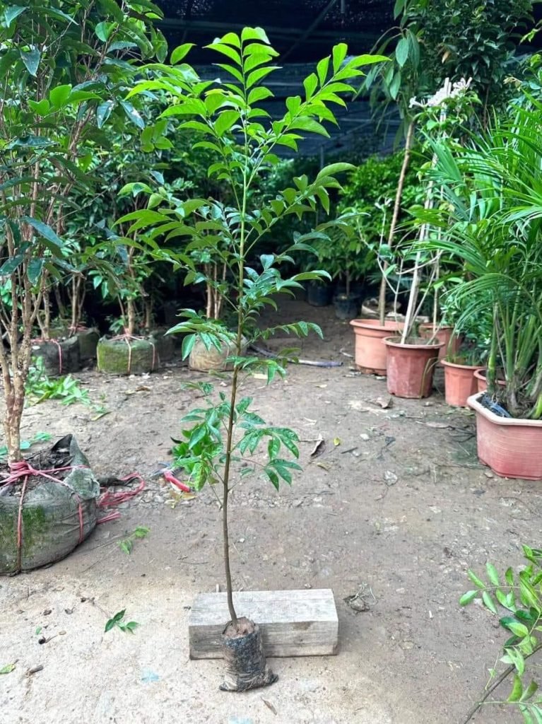 z5532323412606_d93ec6edefcce7fc02e50cc7081dc6d6-1-767x1024