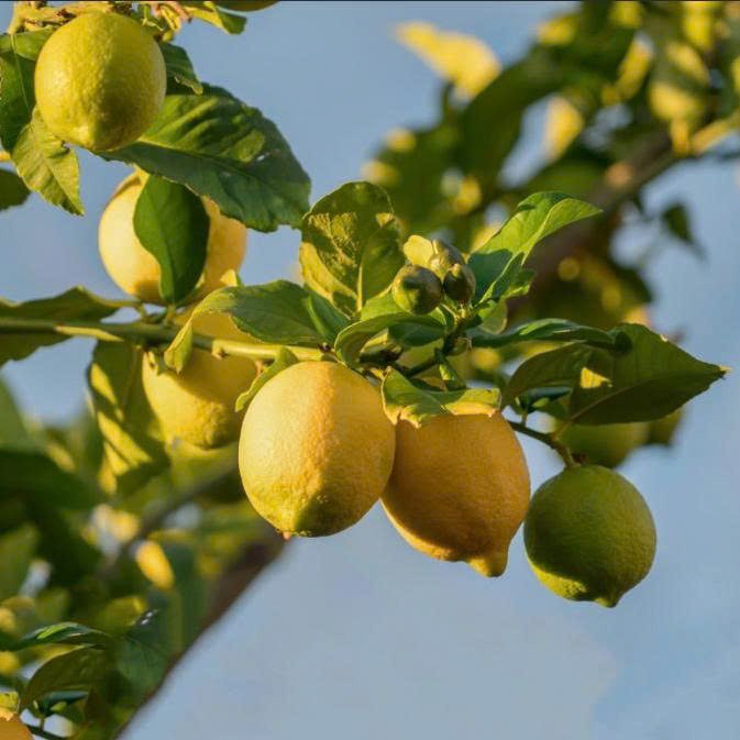 Cây Chanh Vàng Mỹ – Cây Ăn Trái Cảnh, Quả To, Vị Chua Dịu