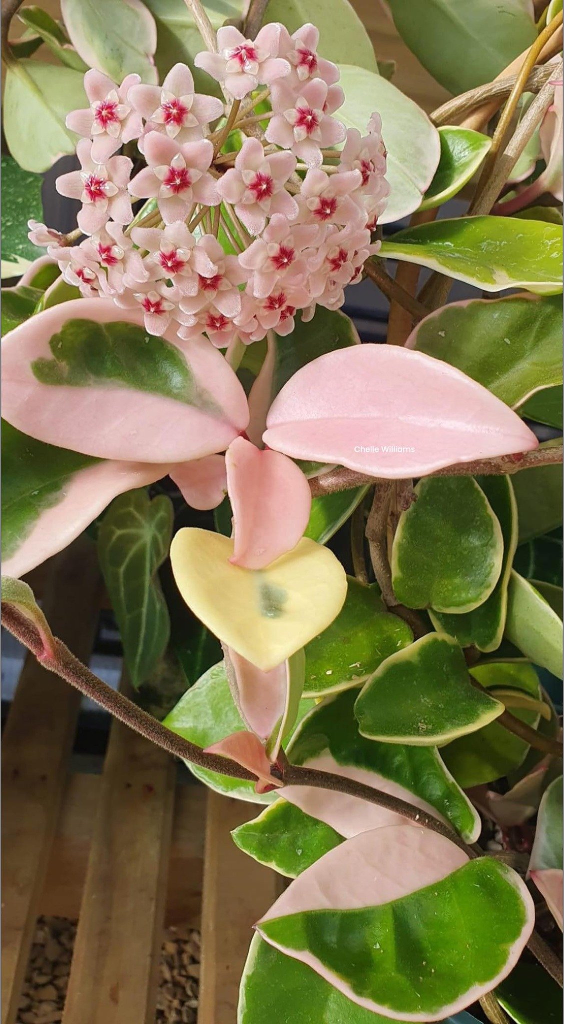 Cẩm Cù Krimson Queen – Lá Viền Trắng Hồng Đẹp, Hoa Chùm Thơm Ngọt, Dễ Trồng - Ảnh 5