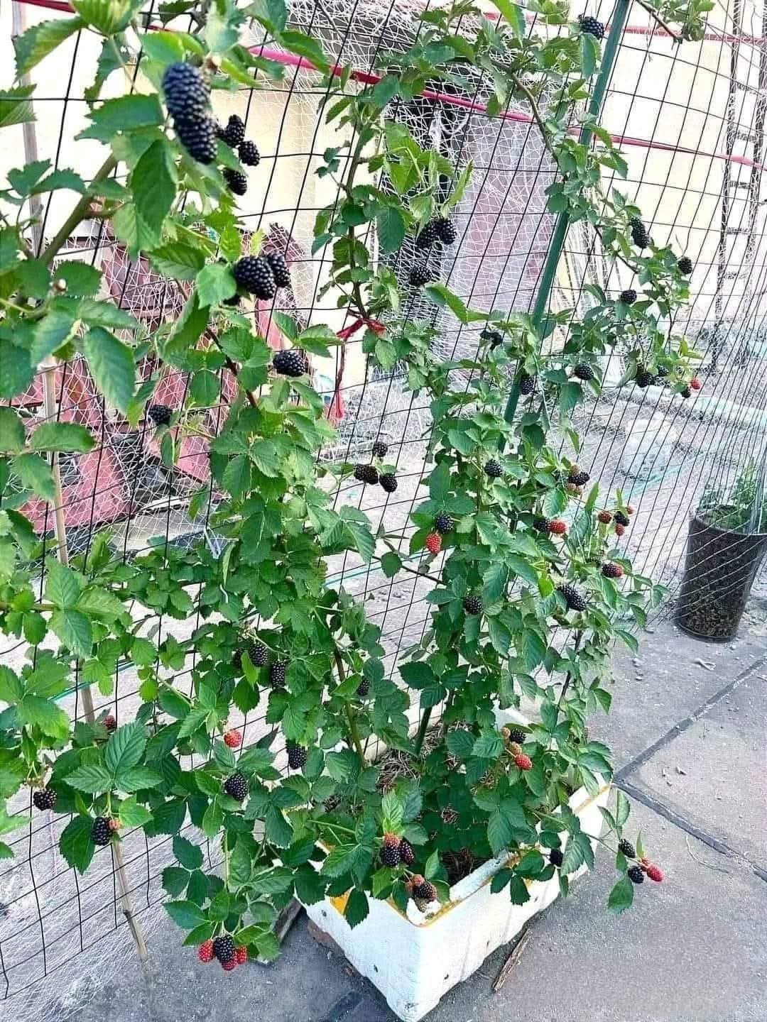 Cây Mâm Xôi Đen – Phúc Bồn Tử Đen Ngọt Thanh, Siêng Quả - Ảnh 4