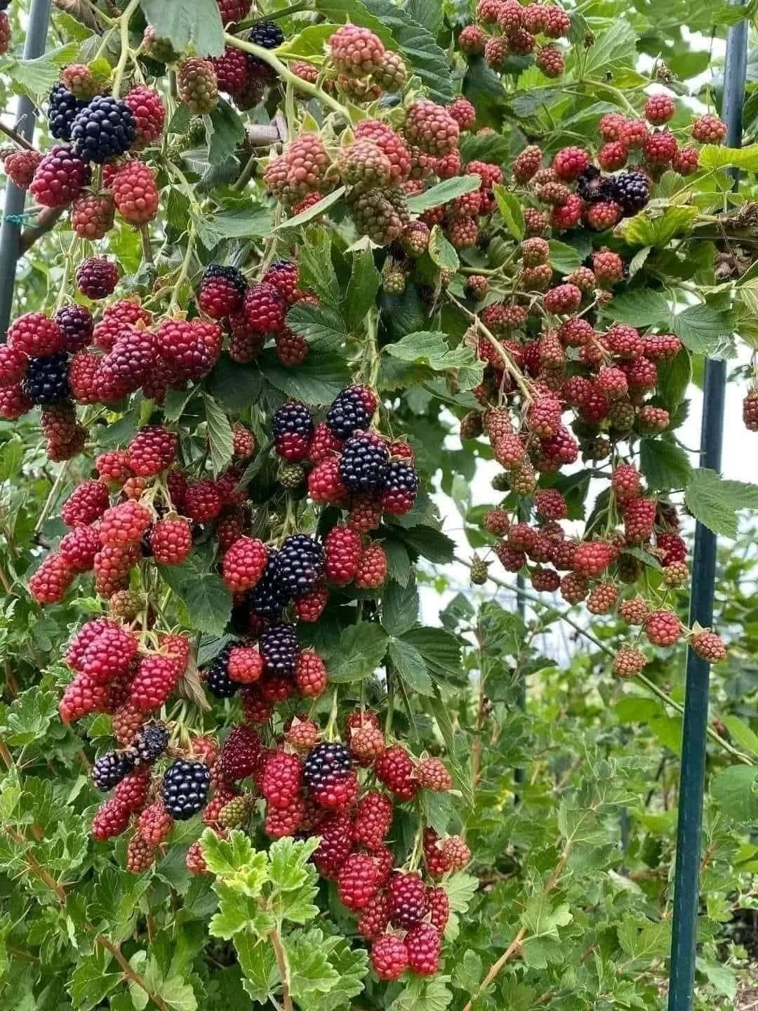 Cây Mâm Xôi Đen – Phúc Bồn Tử Đen Ngọt Thanh, Siêng Quả - Ảnh 6