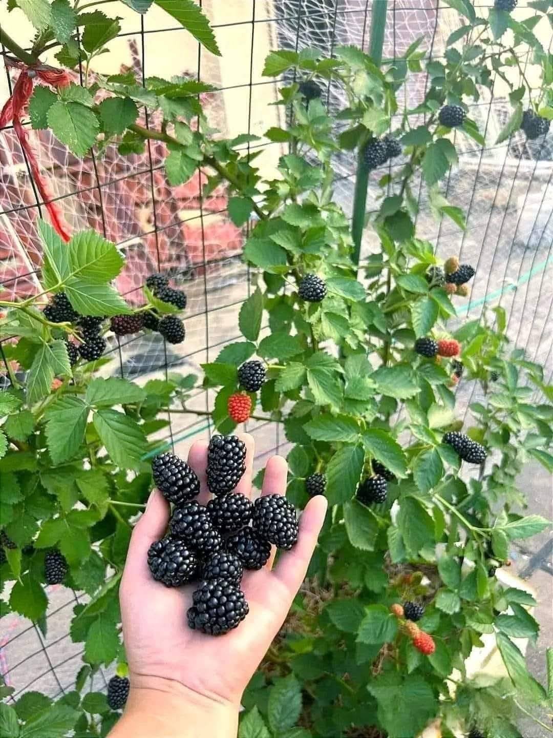 Cây Mâm Xôi Đen – Phúc Bồn Tử Đen Ngọt Thanh, Siêng Quả - Ảnh 7