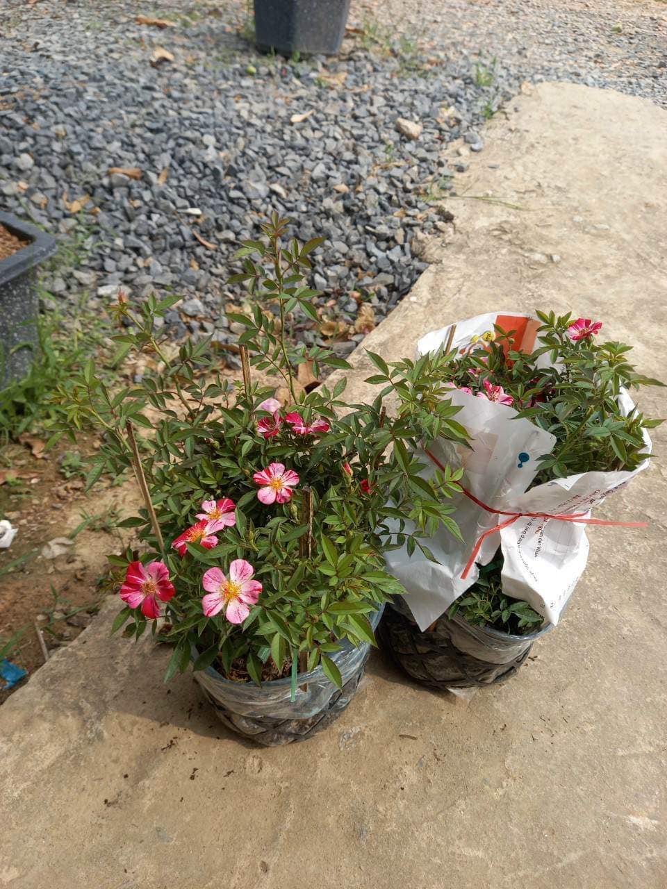 Hoa Hồng Kaze Hanabi – Hồng Nhật Bản Cánh Đơn Pháo Hoa - Ảnh 6