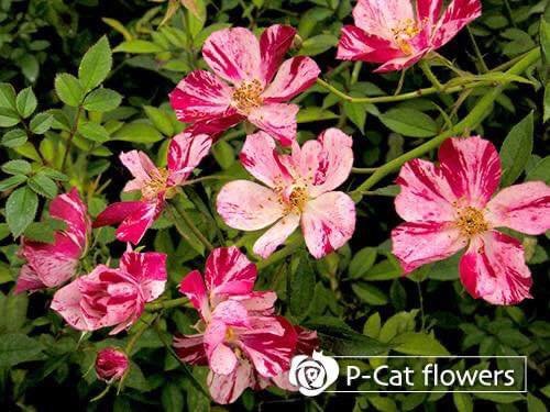 Hoa Hồng Kaze Hanabi – Hồng Nhật Bản Cánh Đơn Pháo Hoa - Ảnh 7