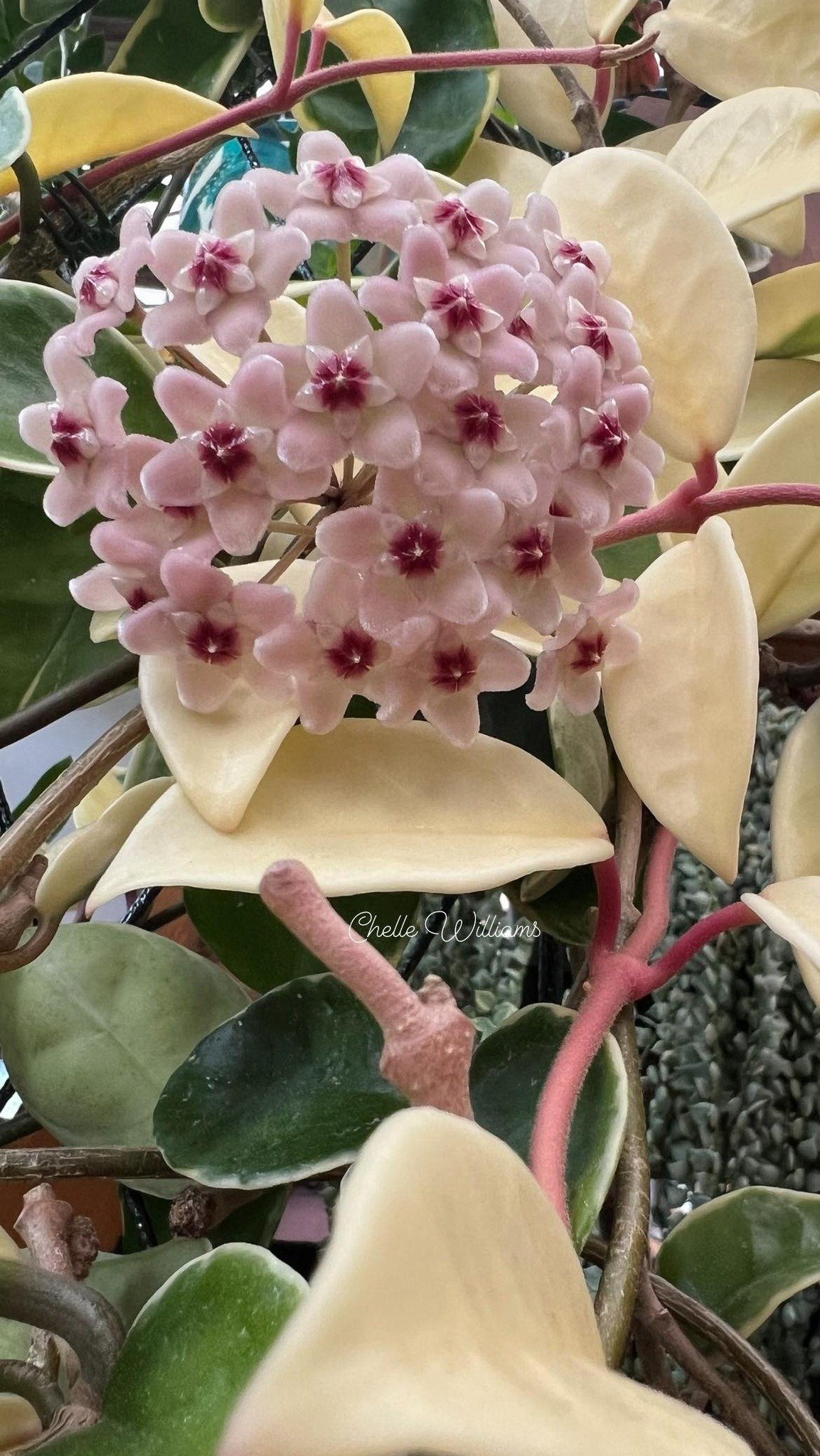 Cẩm Cù Krimson Queen – Lá Viền Trắng Hồng Đẹp, Hoa Chùm Thơm Ngọt, Dễ Trồng - Ảnh 6