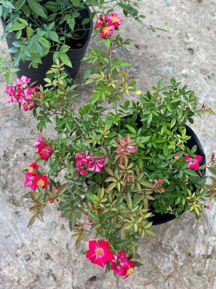 Hoa Hồng Kaze Hanabi – Hồng Nhật Bản Cánh Đơn Pháo Hoa - Ảnh 3