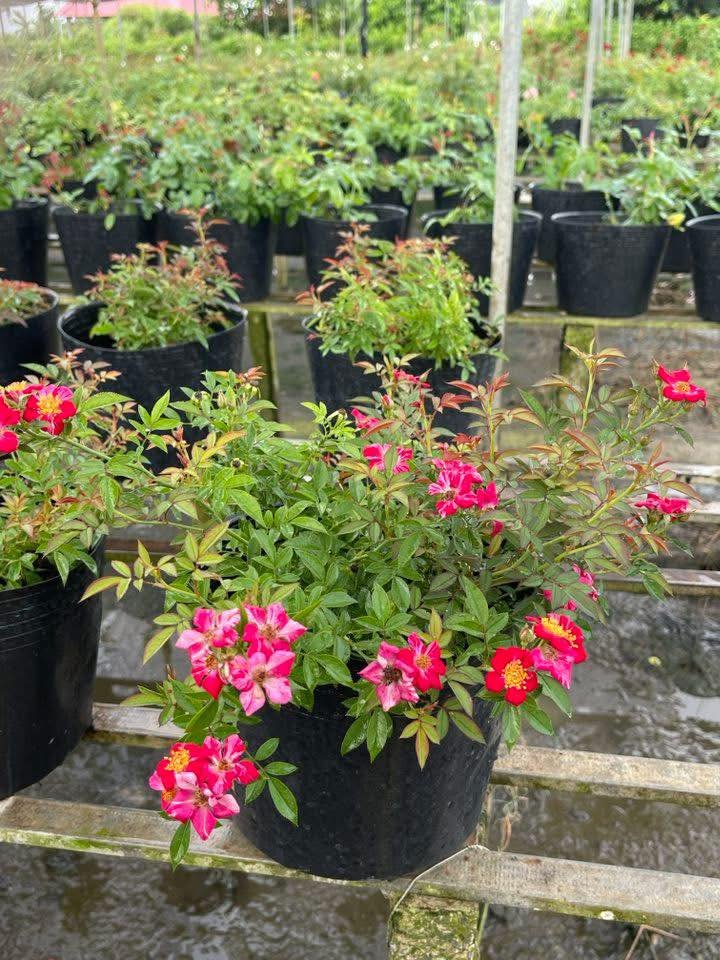 Hoa Hồng Kaze Hanabi – Hồng Nhật Bản Cánh Đơn Pháo Hoa - Ảnh 9