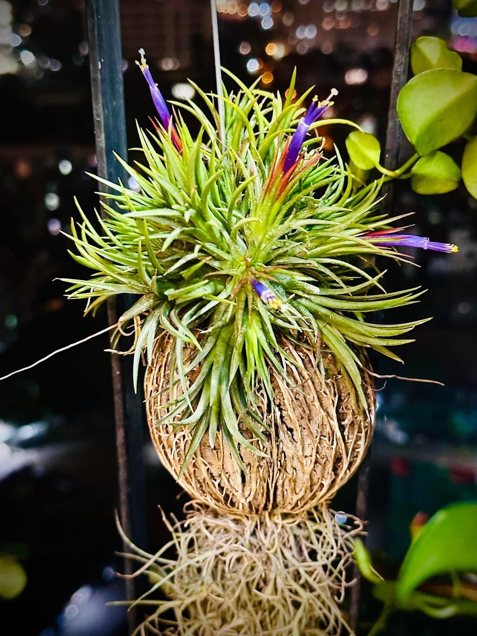 Quả Treo Cây Không Khí – Air Plant Ball Tillandsia, Trang Trí Mini, Dễ Chăm - Ảnh 3