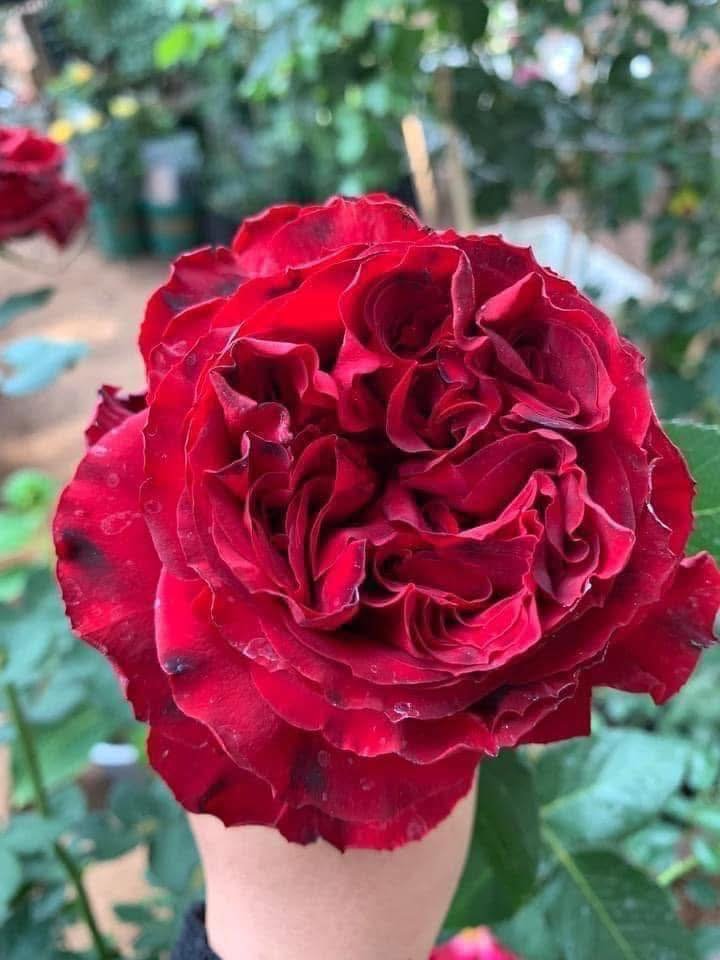 Hoa Hồng Đỏ Mayra Red – Hồng Ngoại Ecuador Cánh Dày Sang Trọng, Siêng Hoa - Ảnh 9