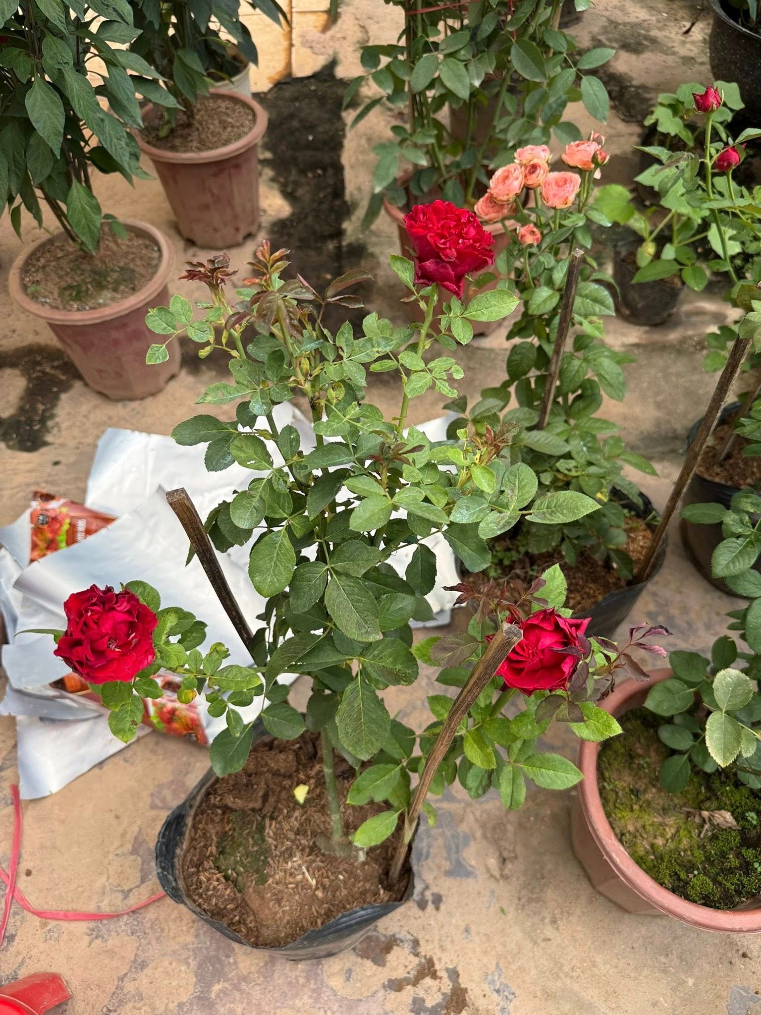 Hoa Hồng Đỏ Mayra Red – Hồng Ngoại Ecuador Cánh Dày Sang Trọng, Siêng Hoa - Ảnh 2