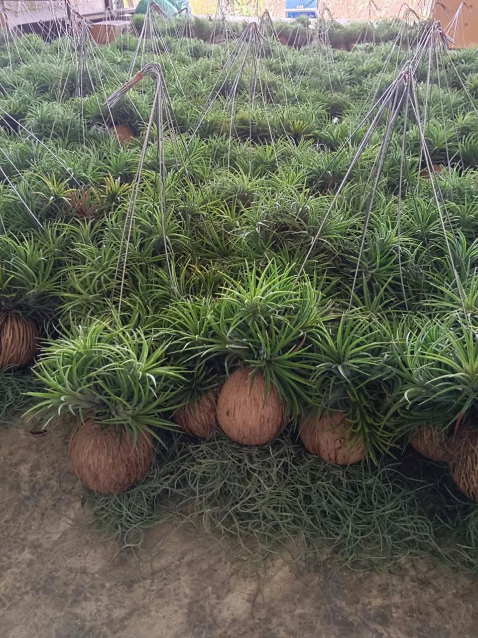 Quả Treo Cây Không Khí – Air Plant Ball Tillandsia, Trang Trí Mini, Dễ Chăm - Ảnh 4