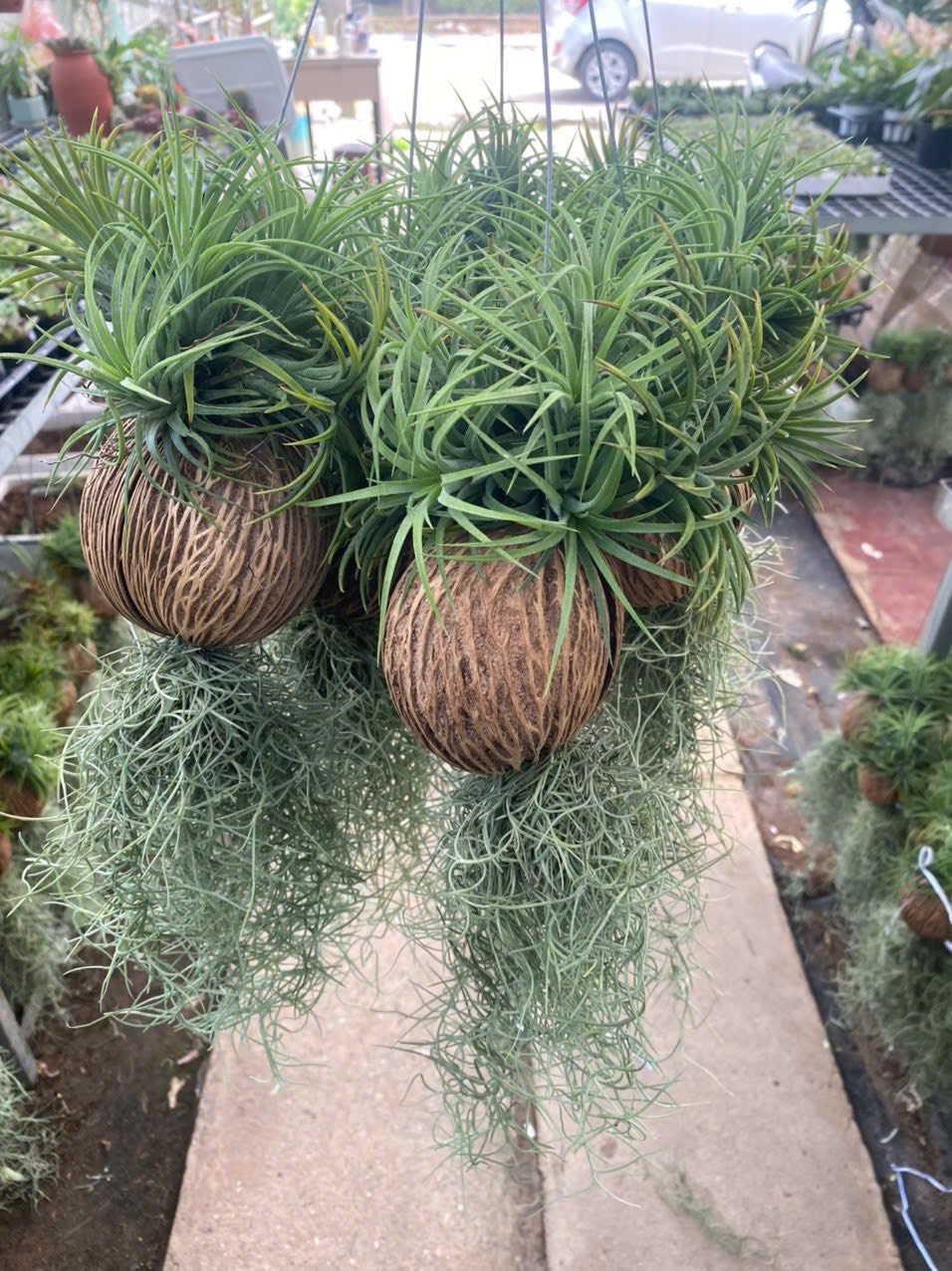 Quả Treo Cây Không Khí – Air Plant Ball Tillandsia, Trang Trí Mini, Dễ Chăm - Ảnh 2