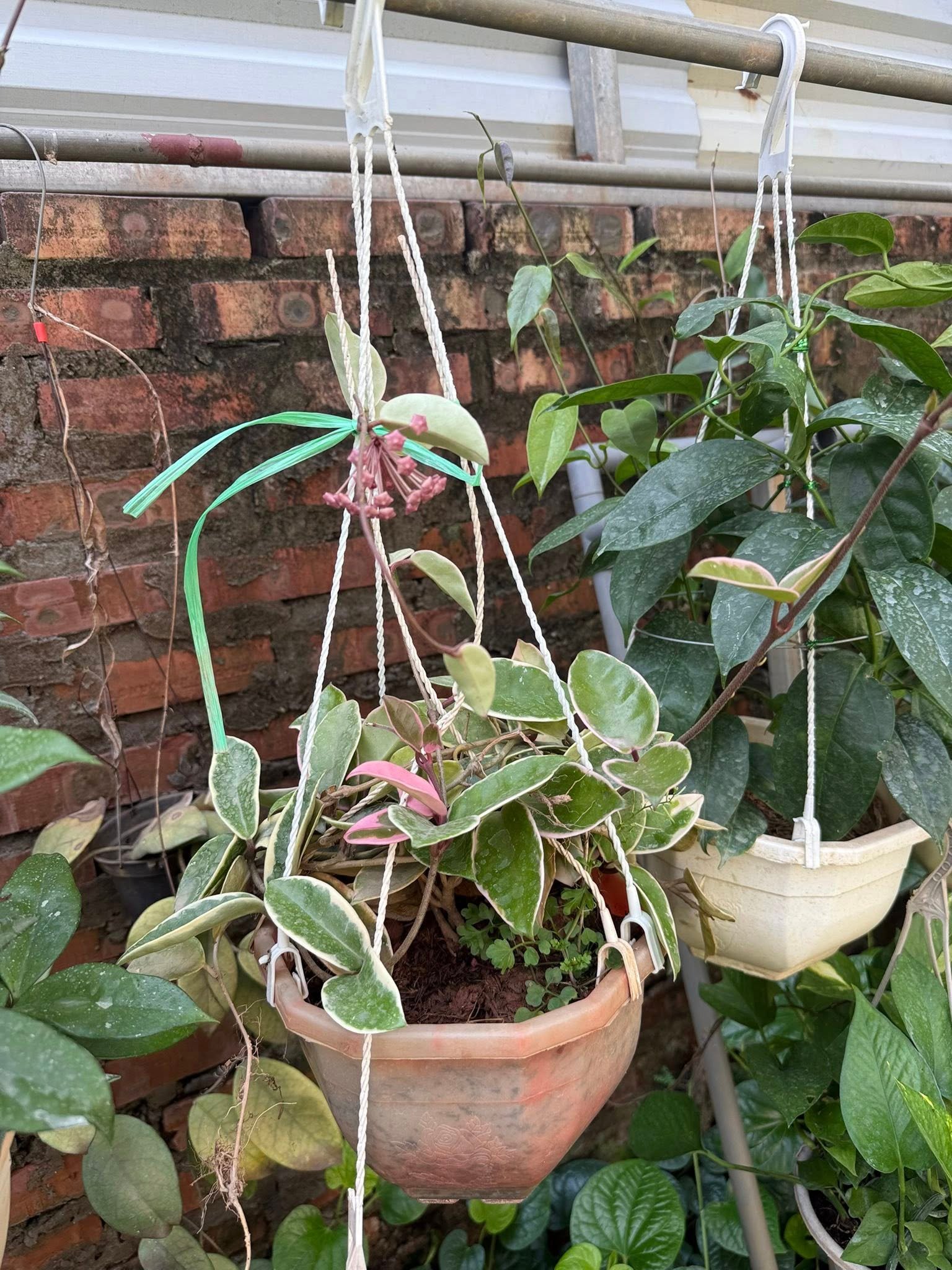 Cẩm Cù Krimson Queen – Lá Viền Trắng Hồng Đẹp, Hoa Chùm Thơm Ngọt, Dễ Trồng - Ảnh 2