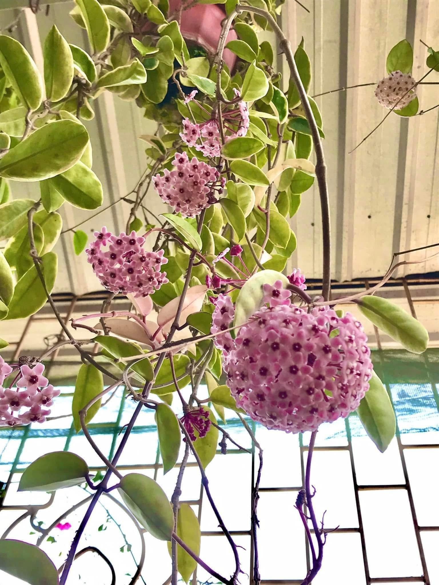 Cẩm Cù Krimson Queen – Lá Viền Trắng Hồng Đẹp, Hoa Chùm Thơm Ngọt, Dễ Trồng