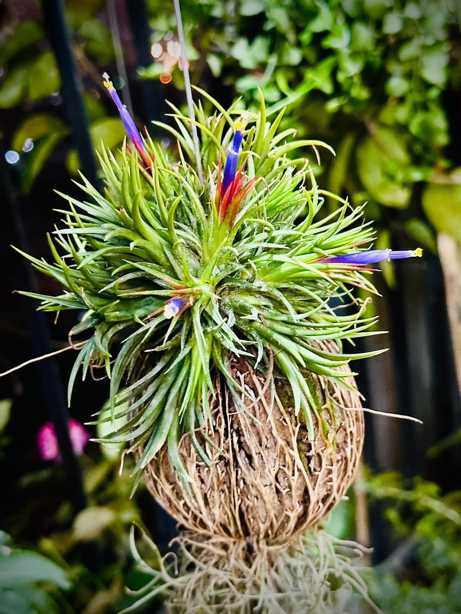 Quả Treo Cây Không Khí – Air Plant Ball Tillandsia, Trang Trí Mini, Dễ Chăm - Ảnh 5
