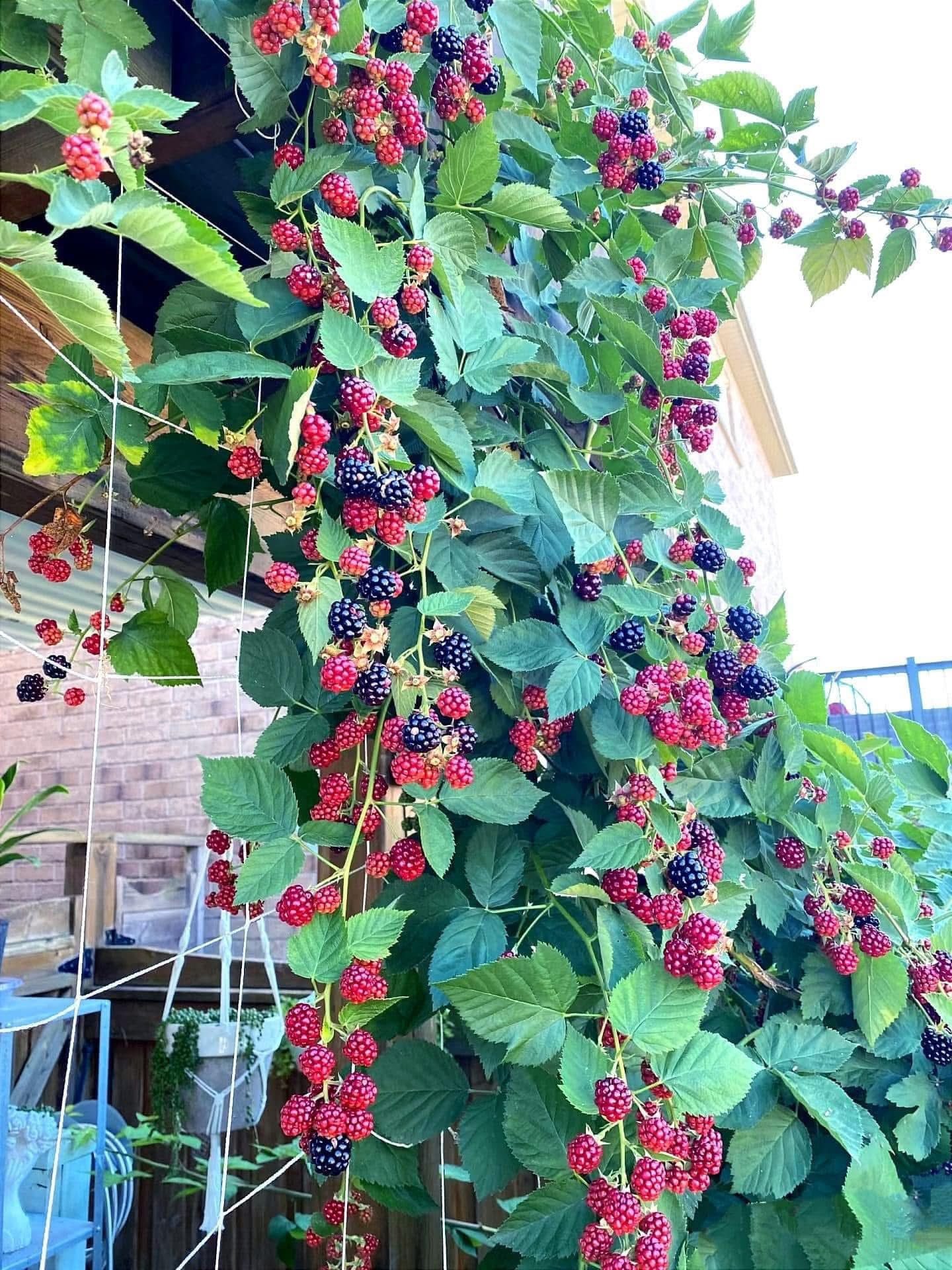 Cây Mâm Xôi Đen – Phúc Bồn Tử Đen Ngọt Thanh, Siêng Quả - Ảnh 9