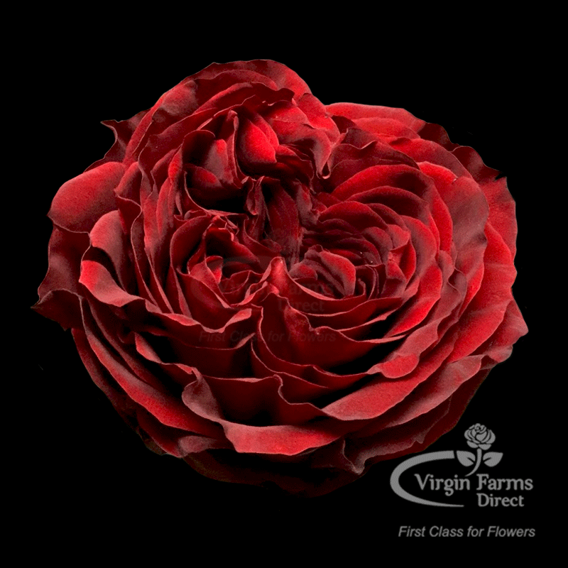 Hoa Hồng Đỏ Mayra Red – Hồng Ngoại Ecuador Cánh Dày Sang Trọng, Siêng Hoa - Ảnh 11