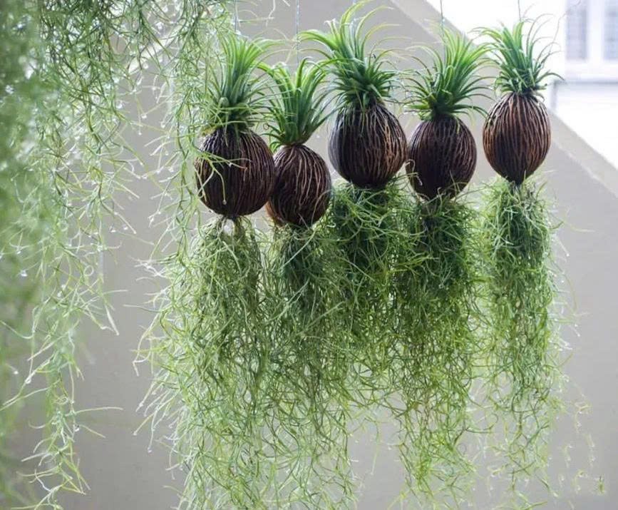 Quả Treo Cây Không Khí – Air Plant Ball Tillandsia, Trang Trí Mini, Dễ Chăm - Ảnh 7