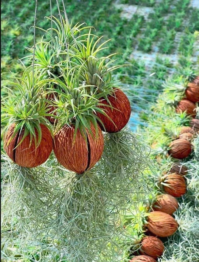 Quả Treo Cây Không Khí – Air Plant Ball Tillandsia, Trang Trí Mini, Dễ Chăm